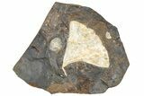 Paleocene Fossil Ginkgo Leaf with Winged Walnut - North Dakota #290845-1